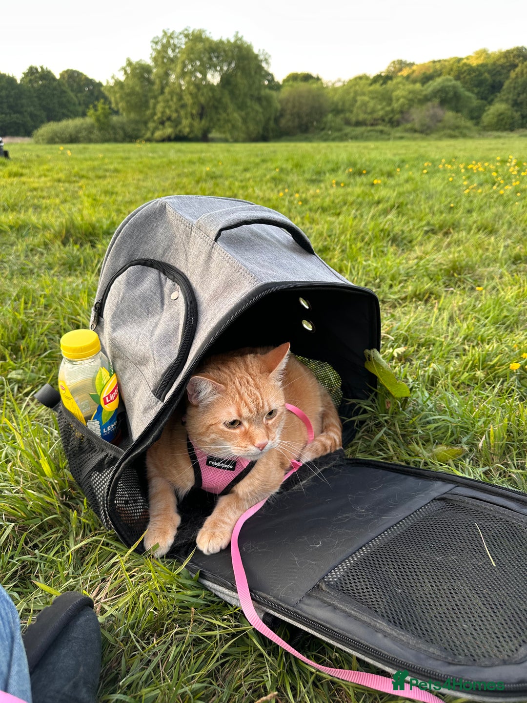 Domestic Shorthair cats for sale: Lovable Ginger Cat Looking for Her Forever Home 🧡 - Image 4