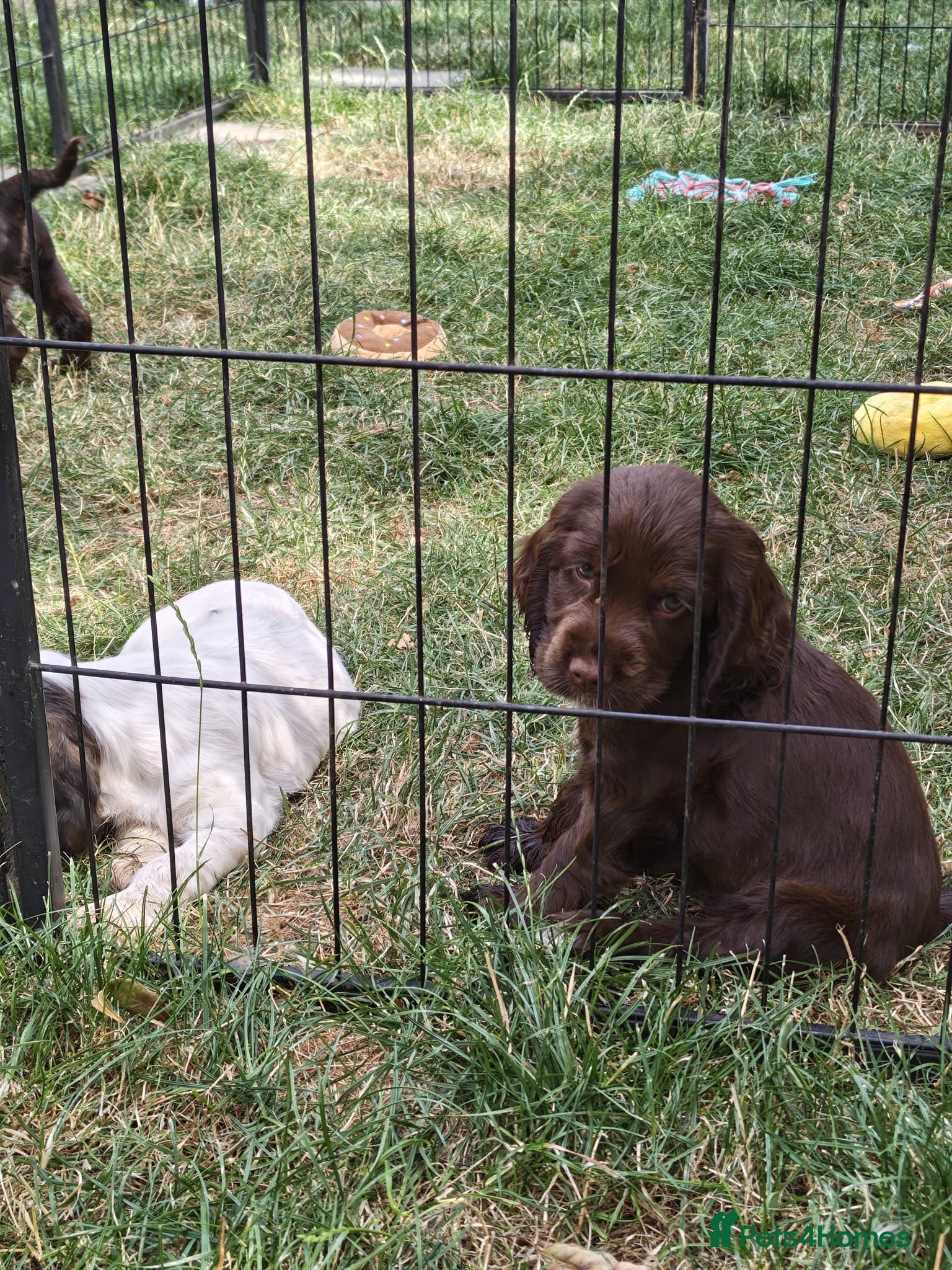 Cocker Spaniel dogs Kc registered playful show cocker spaniel - Advert 2