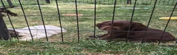 Cocker Spaniel dogs for sale: Kc registered playful show cocker spaniel - Advert 2