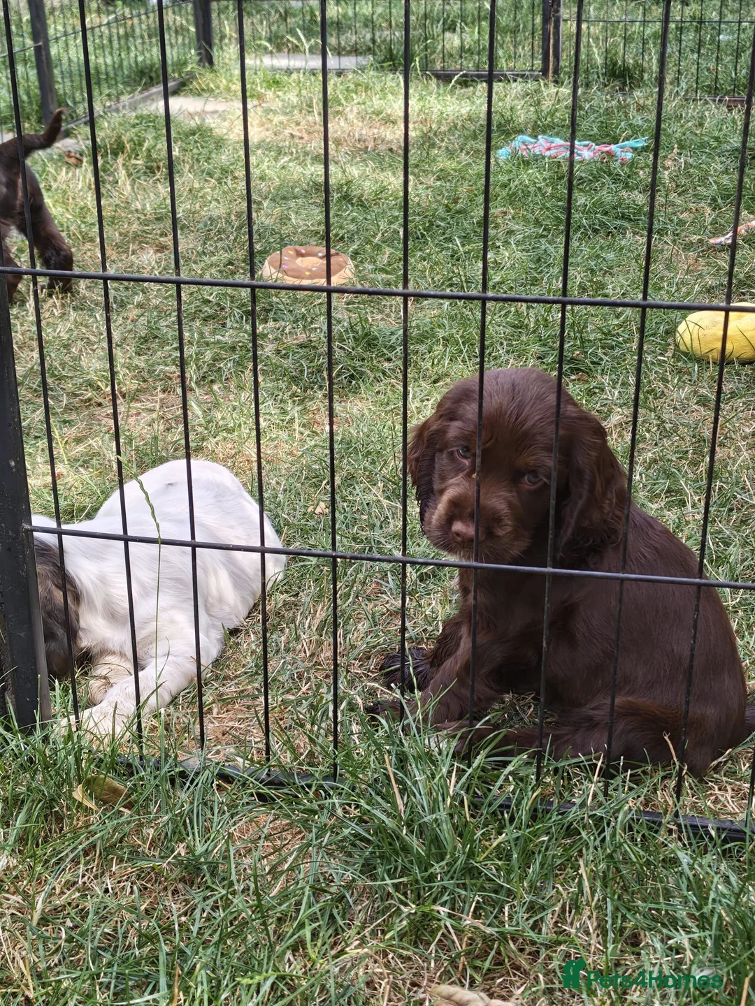 Cocker Spaniel dogs for sale: Kc registered playful show cocker spaniel - Advert 2
