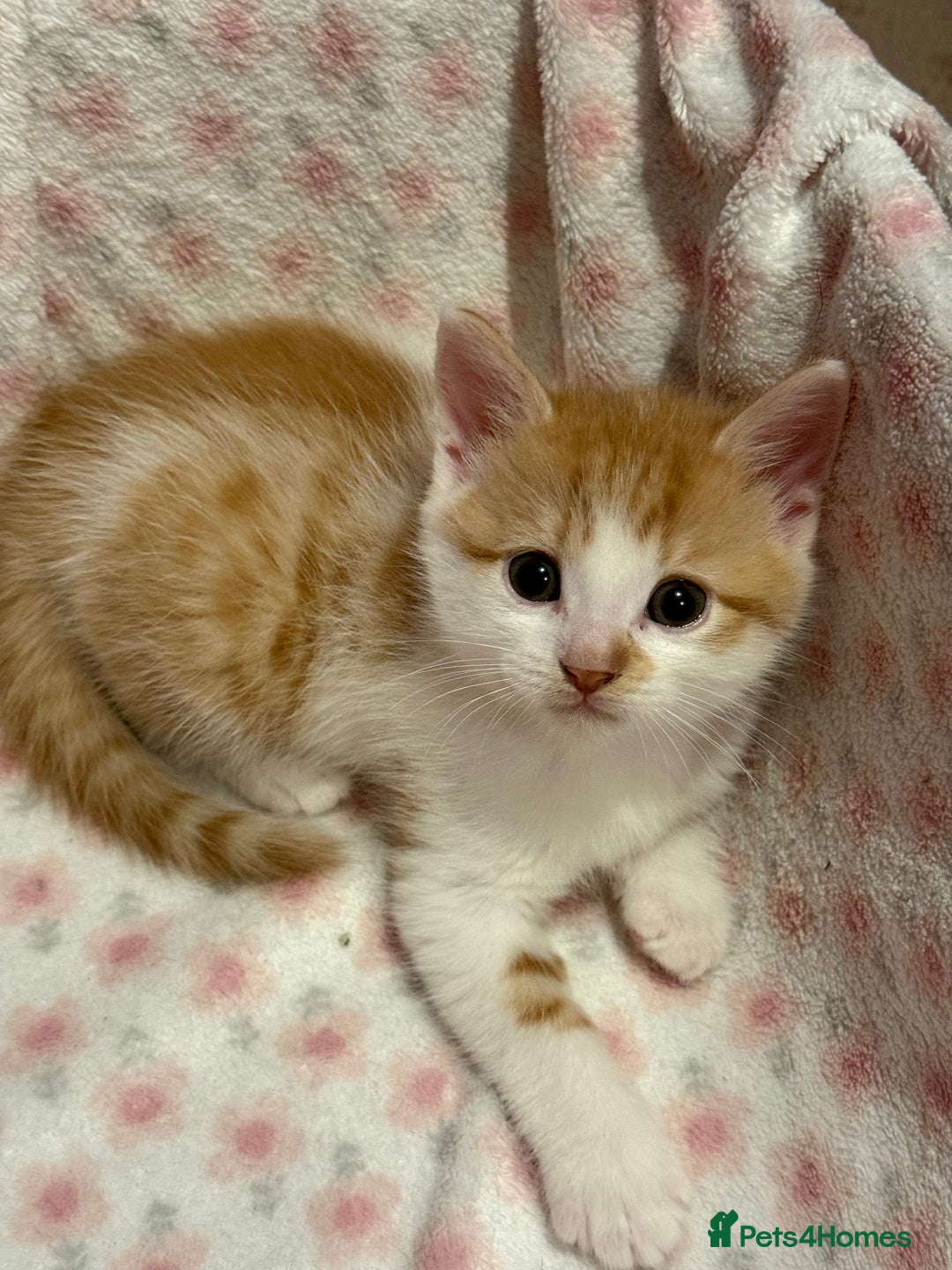 Scottish Fold cats for sale: Scottish fold mix with tabby .  - Image 9