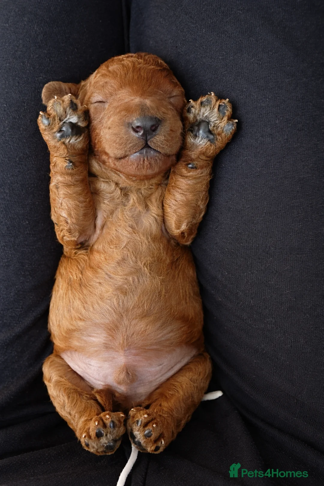 Miniature Poodle dogs for sale: Kc registered Red miniature poodles - Advert 14