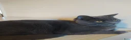 British Shorthair cats for sale: Female  in Greenford - Advert 1