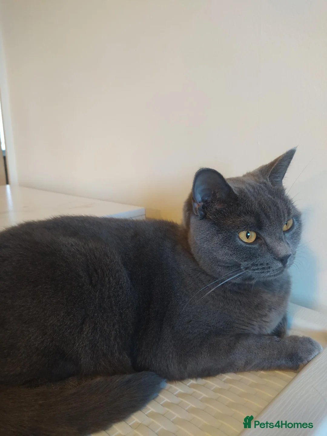 British Shorthair cats for sale: Female  in Greenford - Advert 1