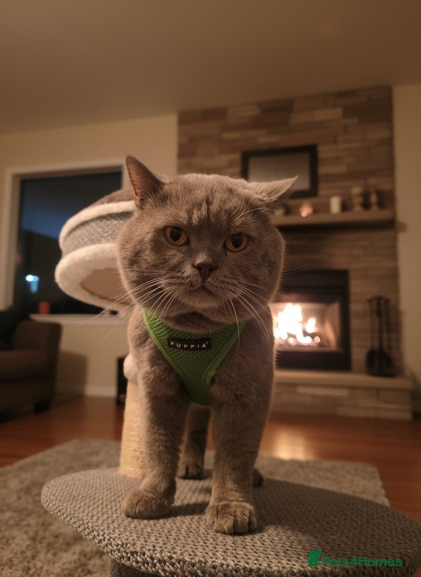 British Shorthair cats Lilac GCCF active stud Manchester  - Advert 9