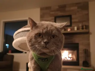 British Shorthair cats Lilac GCCF active stud Manchester - Advert 9