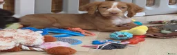 Cocker Spaniel dogs for sale: 2 WORKING TYPE KC COCKER SPANIELS READY TO LEAVE  - Advert 11