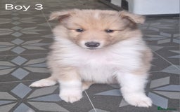 Mixed Breed dogs for sale: Beautiful three quarter Rough collie puppies  - Image 1