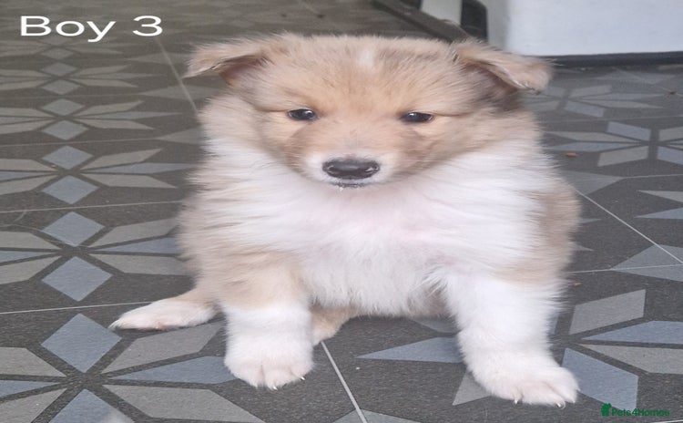 Mixed Breed dogs - Advert 3