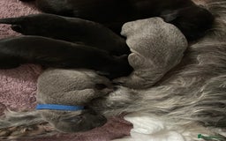 Bedlington Terrier dogs for sale: bedlington cross whippets - Image 4