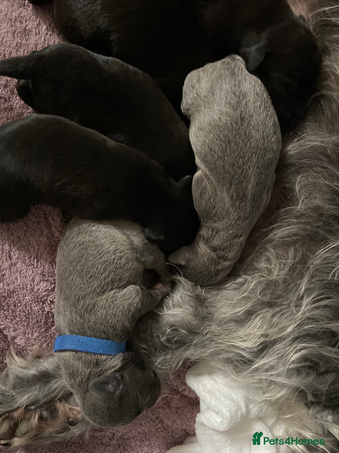 Bedlington Terrier dogs for sale: bedlington cross whippets - Image 4