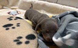 Dachshund dogs for sale: Dachshunds puppies  - Image 21