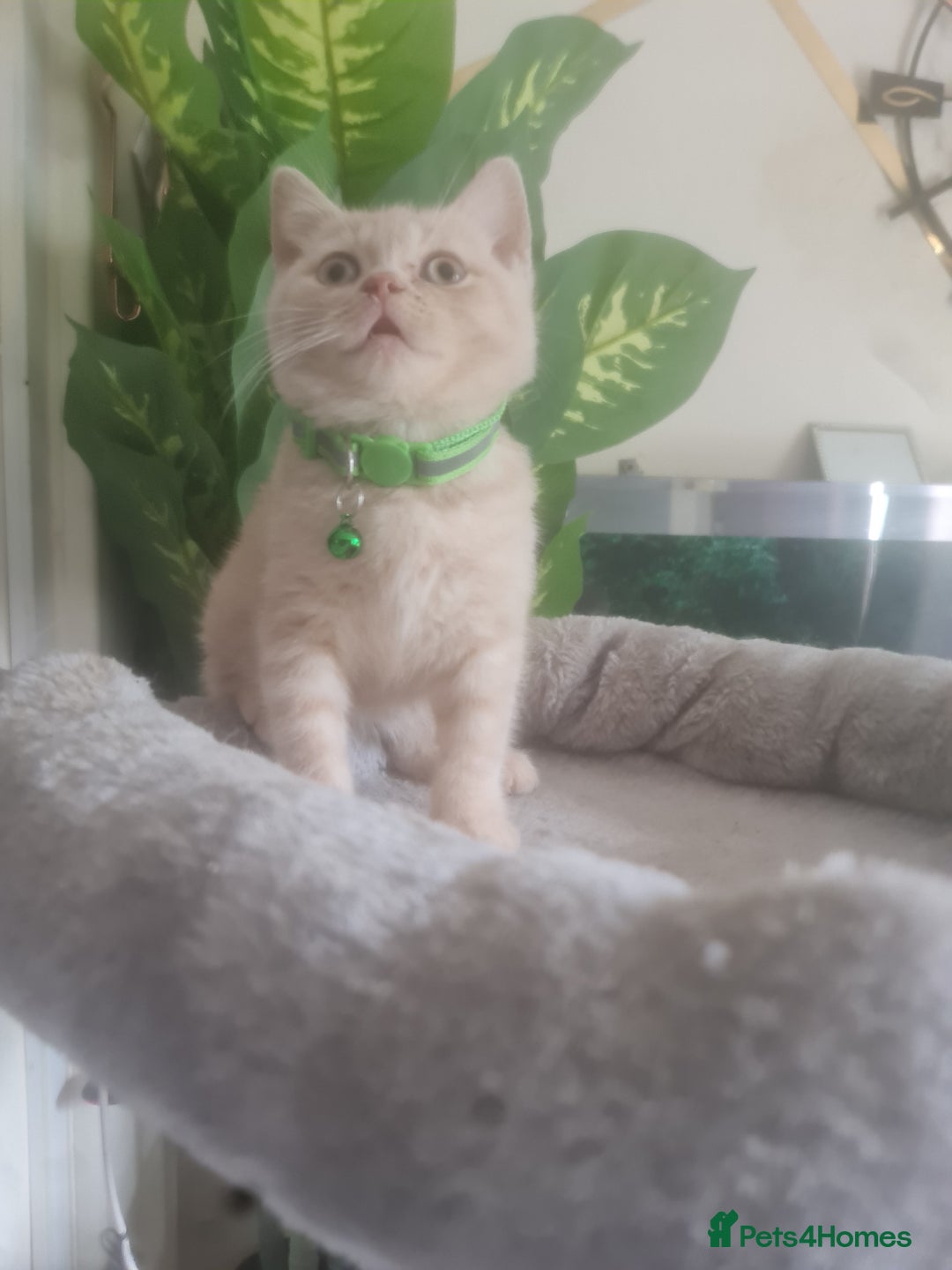 British Shorthair cats for sale: Adorable kittens  4 sweet home - Image 7