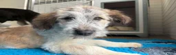Mixed Breed dogs for adoption: Lola, Lena, Luna and Lyra  - Advert 5