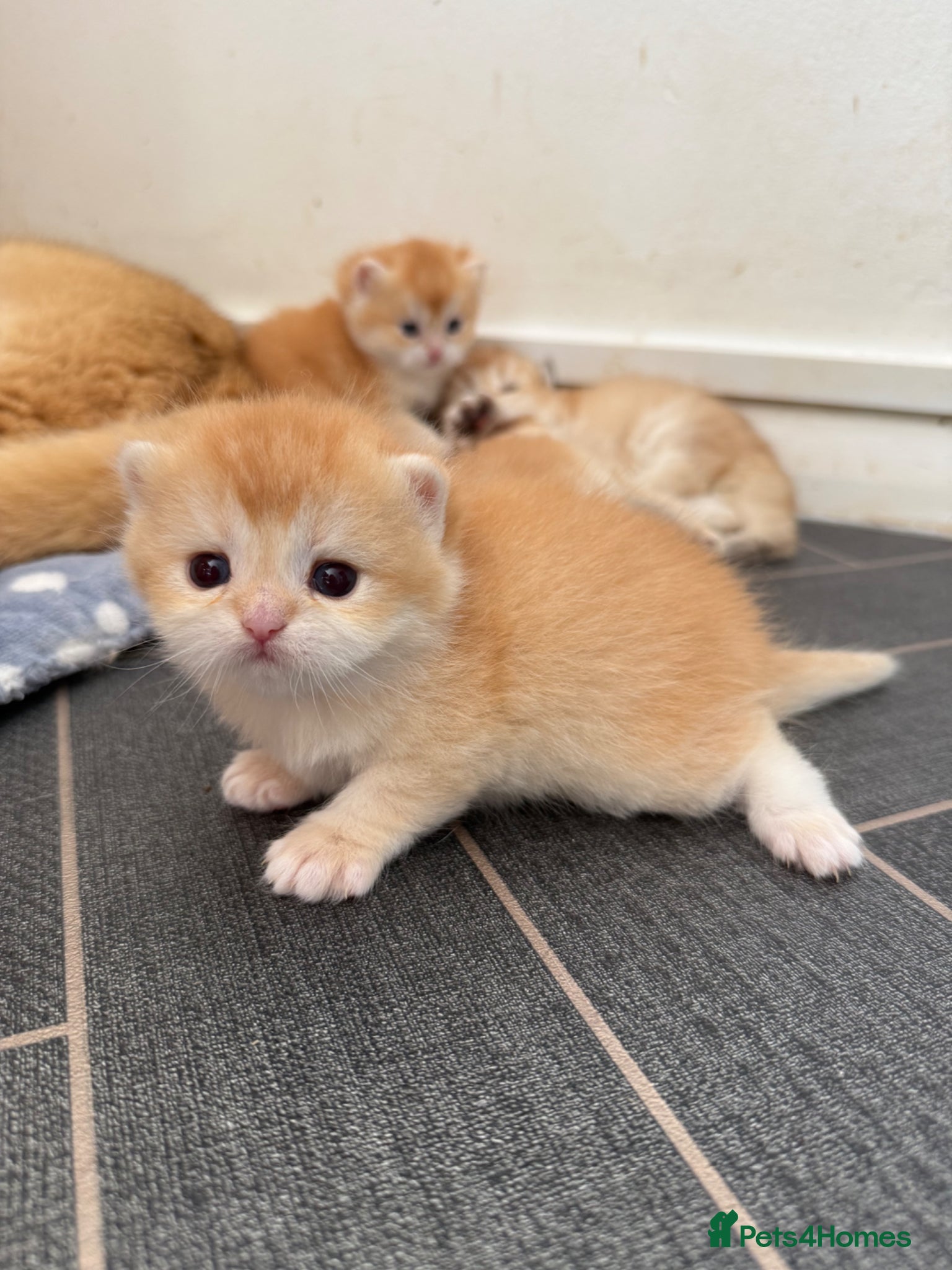 British Shorthair cats GCCF reg Chocolate and Black Golden Kittens - Advert 1