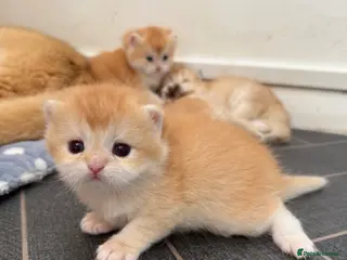 British Shorthair cats for sale: GCCF New Litters will be available soon Golden - Advert 1