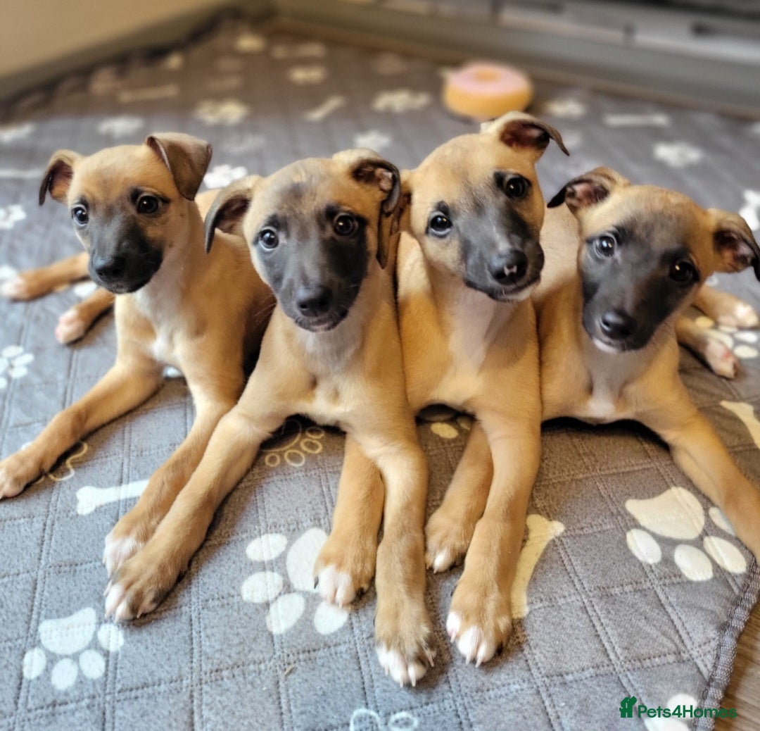 Whippet dogs for sale: These Adorable pups are needing a forever home. - Advert 1