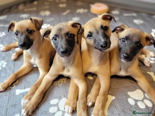 Whippet dogs These Adorable pups are needing a forever home. - Advert 2