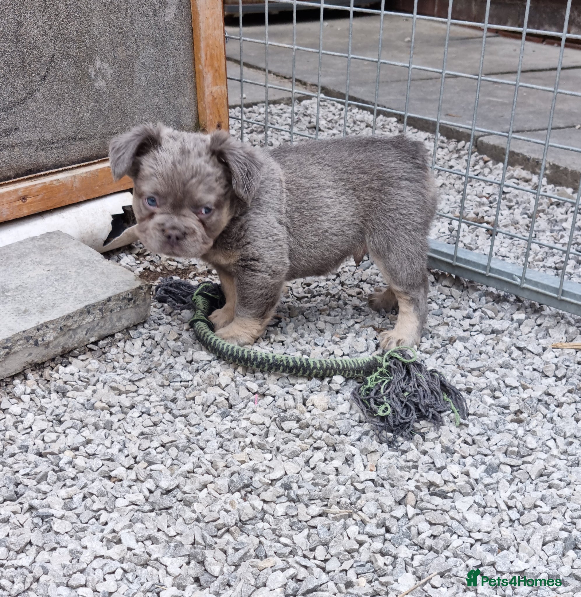 French Bulldog dogs Fluffy French Bulldog Pups - Advert 7