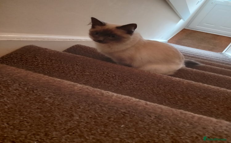 Ragdoll cats - Advert 1