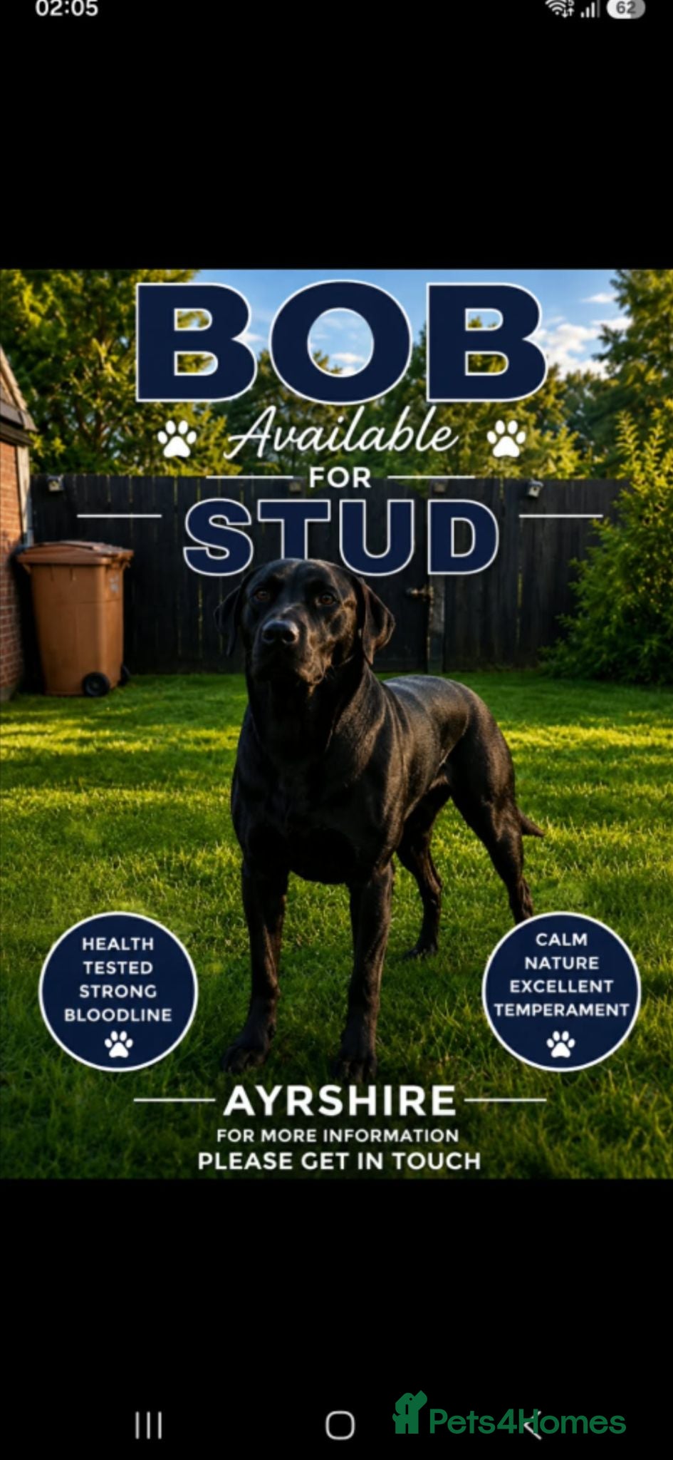 Labrador Retriever dogs Black labrador stud ayrshire - Advert 16