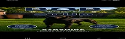 Labrador Retriever dogs for stud: Black labrador stud ayrshire - Advert 1
