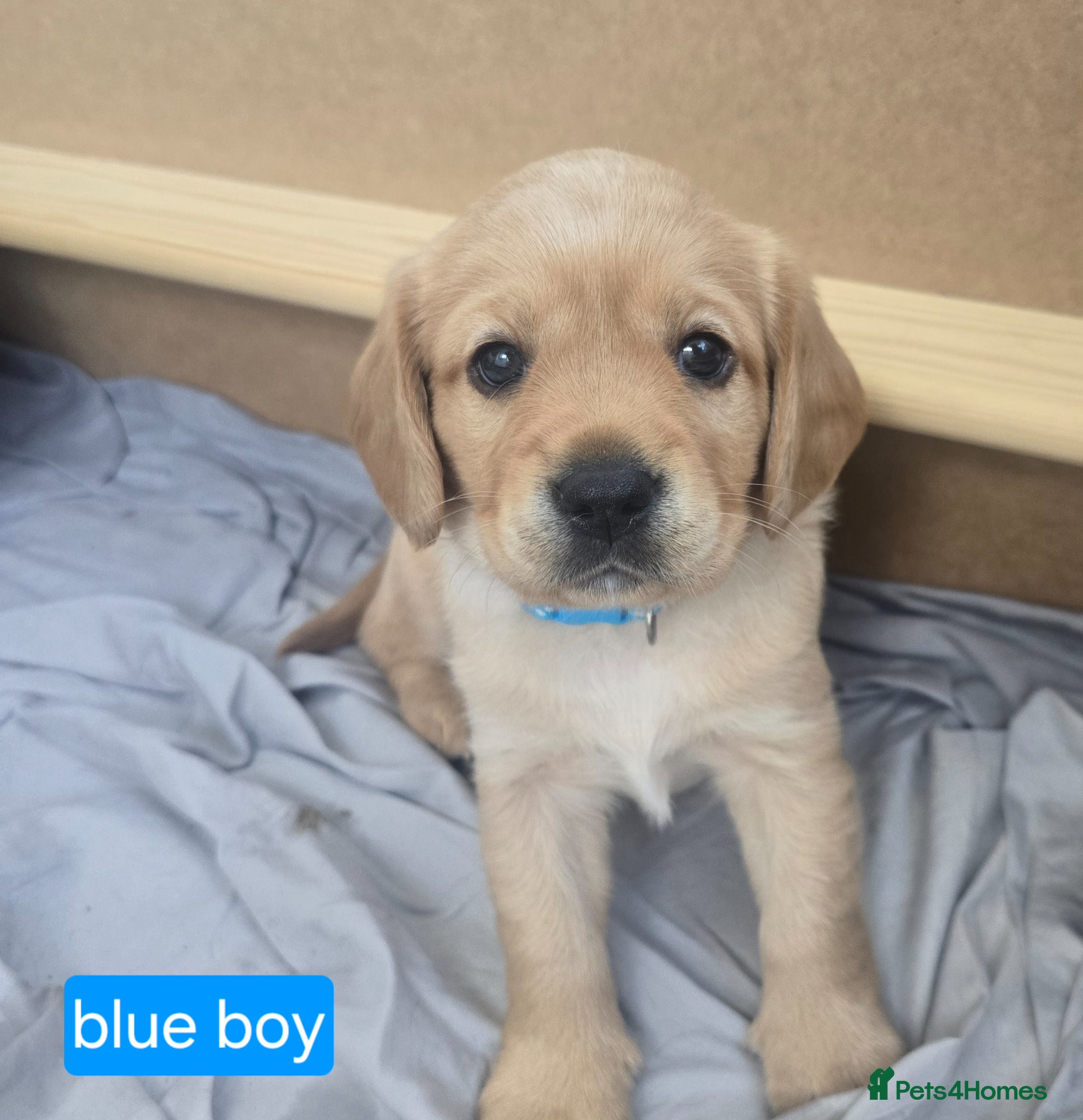 Mixed Breed dogs Beautiful F1 Cavadors. Rare breed!  - Advert 1