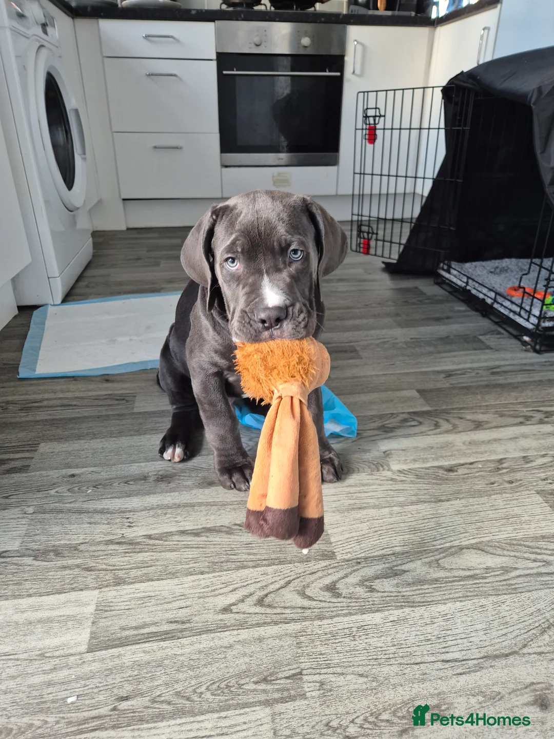 Cane Corso dogs for sale: Canecorso - Advert 4
