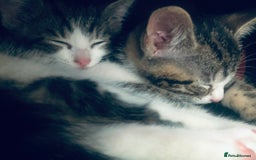 Mixed Breed cats for sale: Kittens  - Image 3