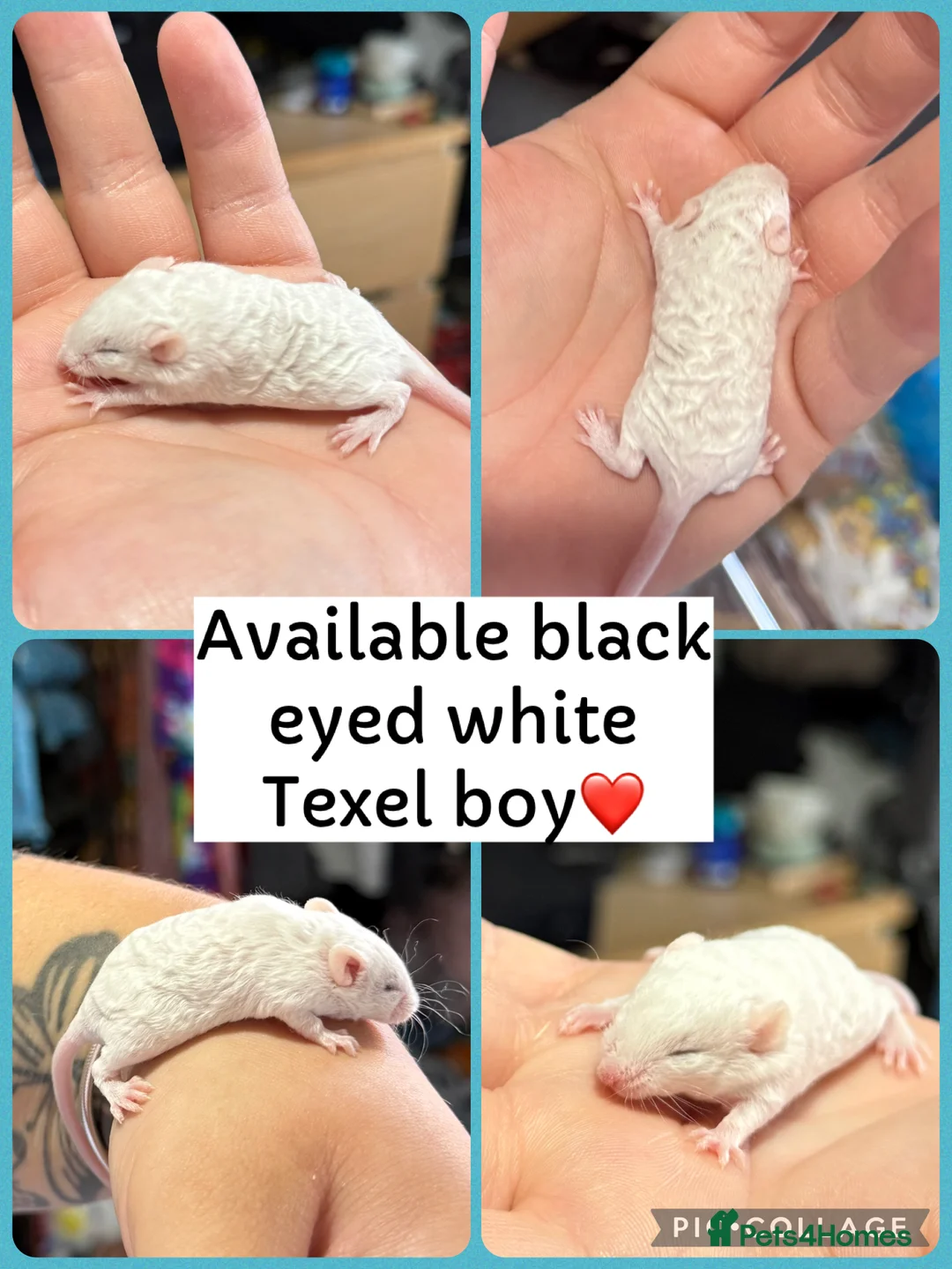 Mouse rodents for sale: Beautiful Texel Baby Male Mice  - Advert 2