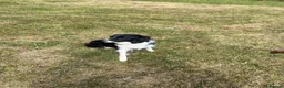 Border Collie dogs for sale: 3 Border Sheep dog Pups for Sale in Llandrindod Wells - Advert 2