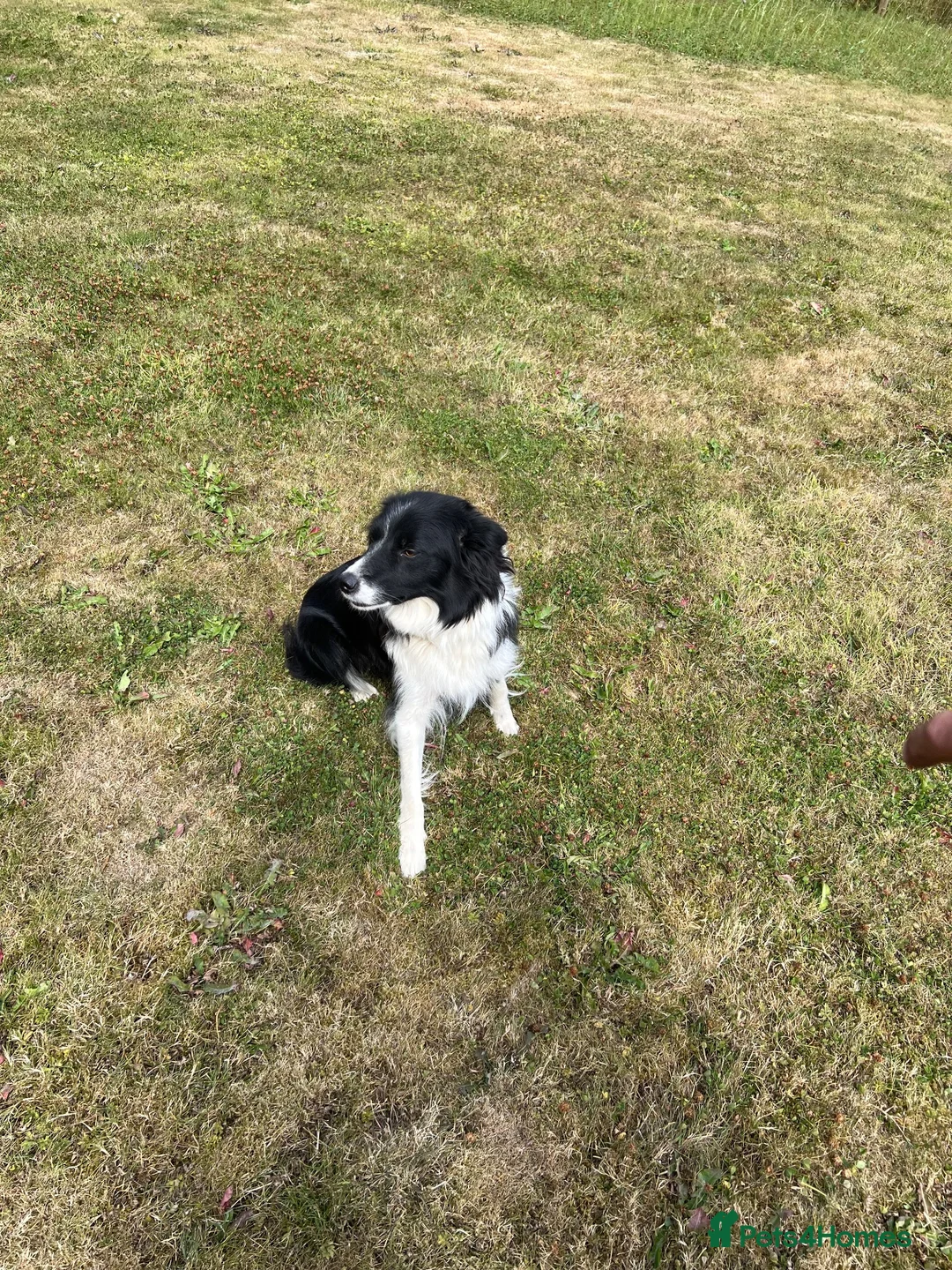Border Collie dogs for sale: 3 Border Sheep dog Pups for Sale in Llandrindod Wells - Advert 2