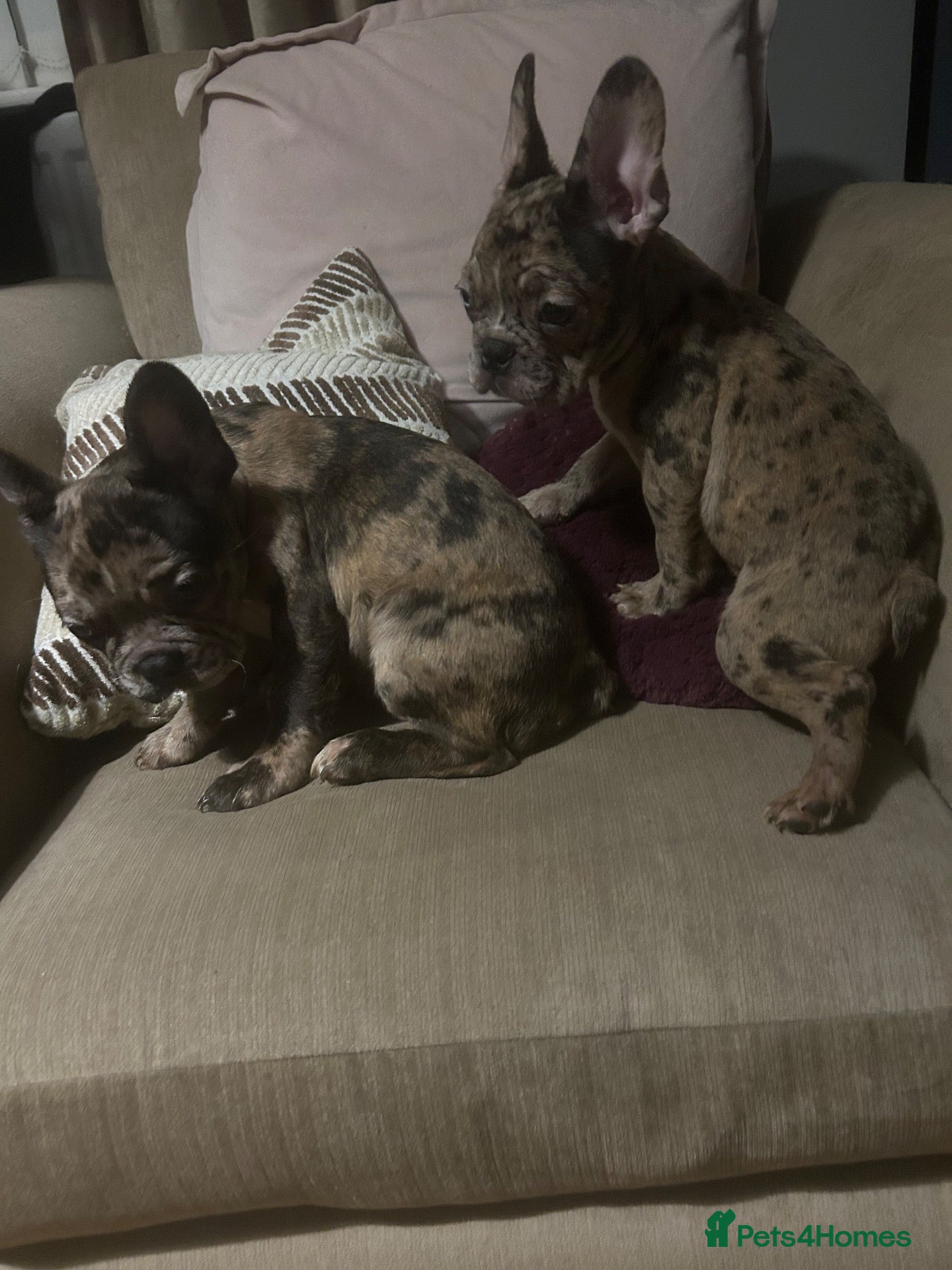 French Bulldog dogs French bulldogs for sale  - Advert 1