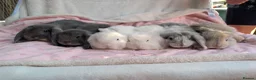 French Lop rabbits for sale: One Beautiful French Lop Buck Remaining - Advert 4