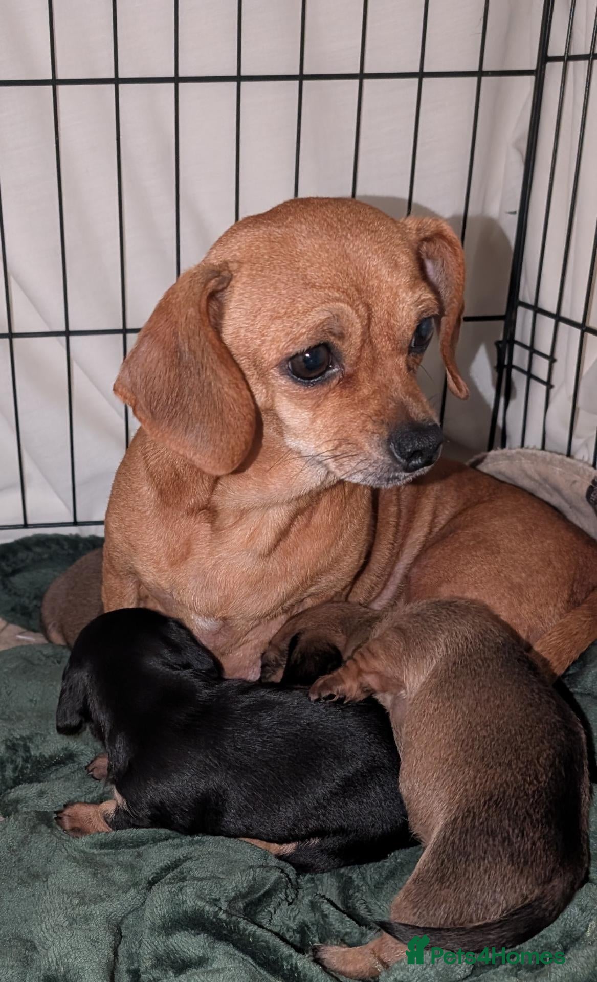 Mixed Breed dogs for sale: Adorable 3/4 Dachshund and 1/4 Chihuahua Chiweenie - Advert 1