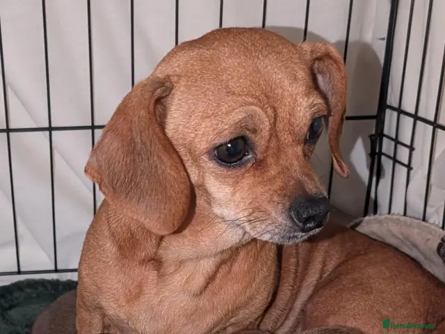 Mixed Breed dogs for sale: Adorable 3/4 Dachshund and 1/4 Chihuahua Chiweenie - Advert 1