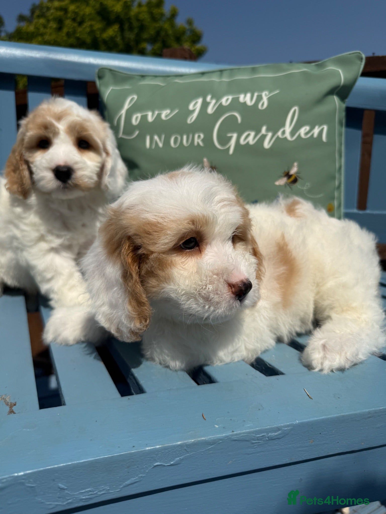 Cockapoo dogs Gorgeous F1 cockapoo puppies  - Advert 1