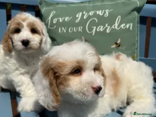 Cockapoo dogs Gorgeous F1 cockapoo puppies - Advert 2