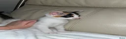 Bramble cats for sale: Kittens for sale  in Hamilton - Advert 17