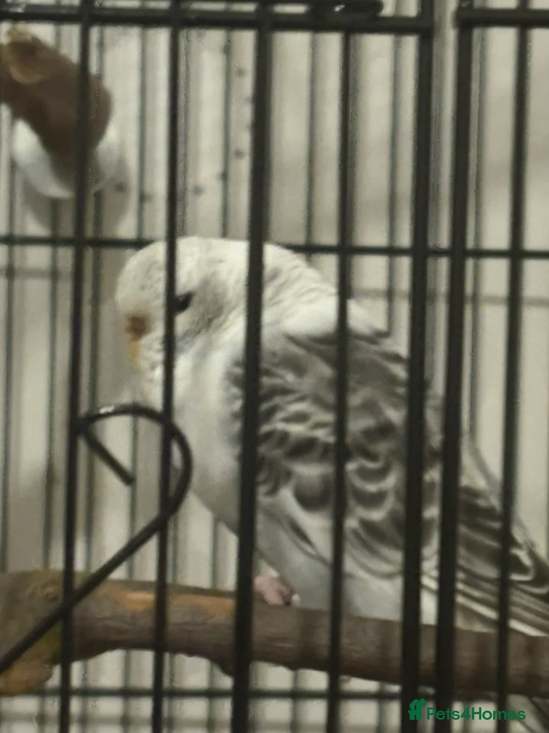 Budgerigars birds for sale: 1 normal and 1 exhibition budgie  - Advert 1