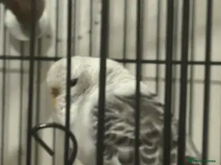 Budgerigars birds 1 normal and 1 exhibition budgie - Advert 1