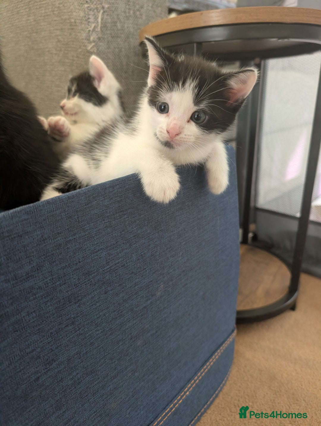 Mixed Breed cats for sale: Kittens - Advert 6