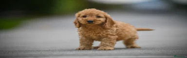 Cavapoo 2