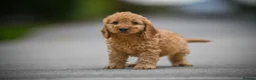 Cavapoo dogs for sale: Adorable cavapoo puppies - Advert 5