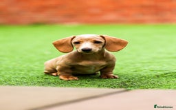 Miniature Dachshund dogs for sale: Miniature cream dachshund - Image 19