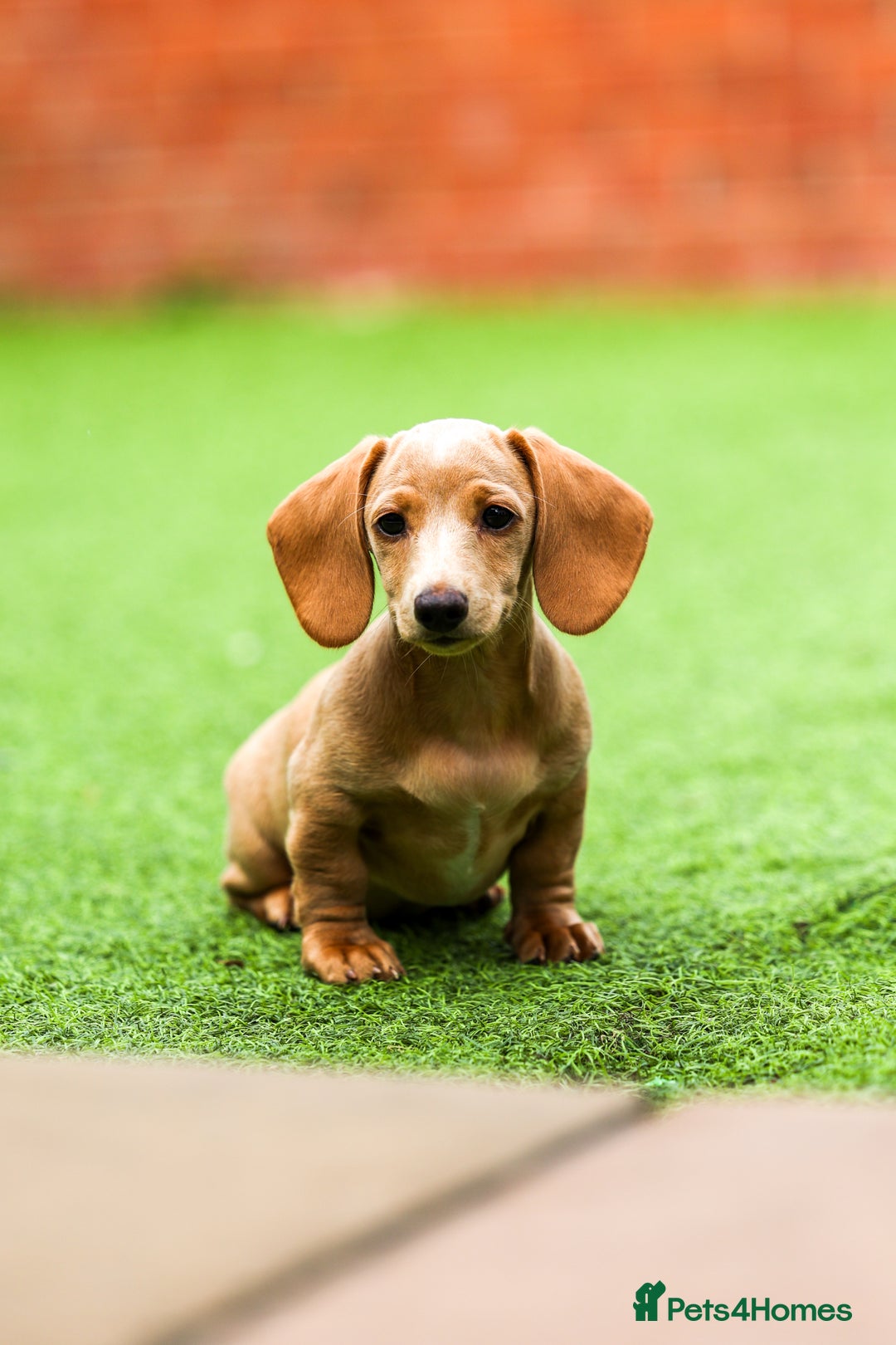 Miniature Dachshund dogs for sale: Miniature cream dachshund - Image 19