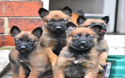 Belgian Shepherd Dog dogs for sale: Exceptional Herders from World-Class Lines - Image 12
