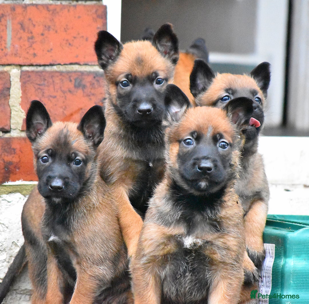 Belgian Shepherd Dog dogs for sale: Exceptional Herders from World-Class Lines - Image 12