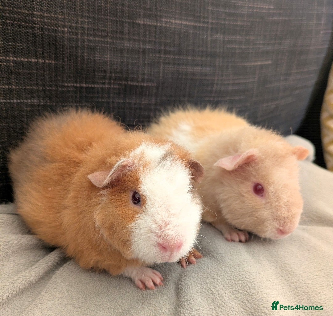 Guinea Pig rodents Advert updated 2 Beautiful teddie boars  - Advert 23