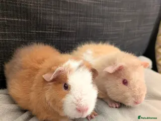 Guinea Pig rodents Advert updated 2 Beautiful teddie boars - Advert 23